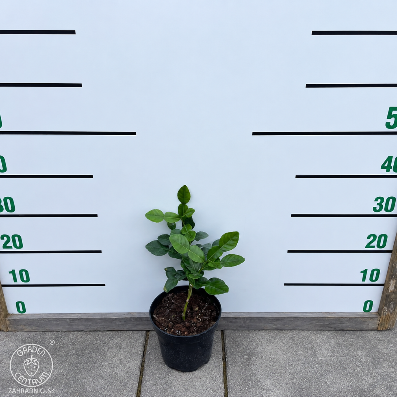 Obrázok Kafrová limeta (Citrus hystrix) ‘COMBAVA FREE’ – výška 20-30 cm, kont. C2L